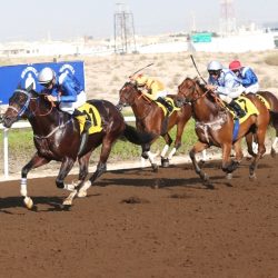 مزاد جمعية الإمارات للخيول العربية الأصيلة اليوم