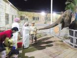 حديقة الإمارات للحيوانات ترحب بالضبع المرقط حديث الولادة
