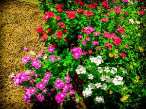 مناظر طبيعية رقم أربعة