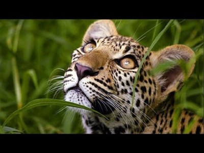 براري سيبيريا روسيا