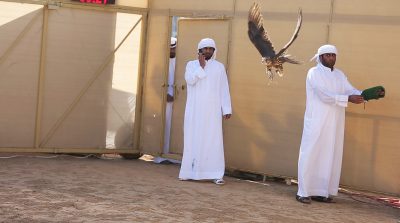 اليوم الثامن من بطولة الصيد بالصقور التلواح