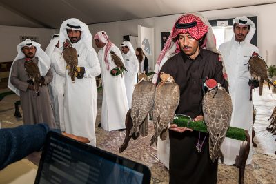 اليوم التاسع من بطولة فزاع للصيد بالصقور “التلواح”