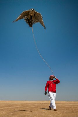 أف 3″ يخطف الصدارة الثلاثية وتفوق “أم أر أم” في فئات “الشيوخ” ببطولة فزاع للصيد بالصقور “التلواح”