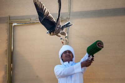 ببطولة فزاع للصيد بالصقور “التلواح”