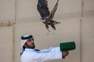 بطولة فزاع للصيد بالصقور تجمع المنافسات المحلية ومسابقات دول مجلس التعاون في يومها الثامن