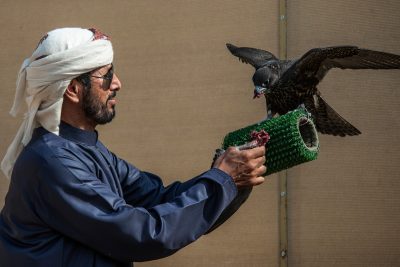 “أف 3” يتفوق في انطلاق “الشيوخ” لبطولة فزاع للصيد بالصقور “التلواح”