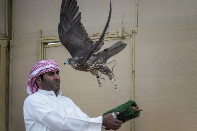 “الناموس فزّاع” لفوز صقره “غيث” بالمركز الأول في فئة حر وحش فرخ