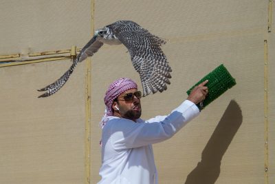 “أف 3” يظفر بالسداسية في بطولة فخر الأجيال للصيد بالصقور