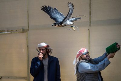 قطر تحصد ثنائية “شاهين وحش” في بطولة فخر الأجيال للصيد بالصقور