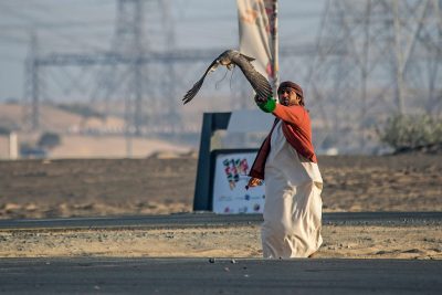 130 طيرا في “الطيارة اللاسلكية” في بطولة فخر الأجيال للصيد بالصقور