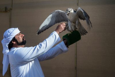 اكتمال عقد المتأهلين لنهائيات بطولة فخر الأجيال للصيد بالصقور