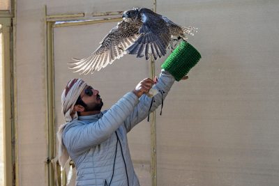 “القرموشة” تحلق بقوة الـ17 ثانية مع استئناف بطولة فخر الأجيال للصيد بالصقور