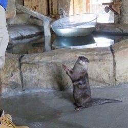 عروض مميزة للعائلات الخليجية بفندق ريكسوس النخلة دبي