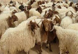 فندق شاطئ الراحة يطلق عروض خاصة بعيد الأضحى المبارك