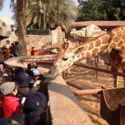 هيئة الترفيه تشعل سماء جدة بطائرات بهلوانية احتفالاً باليوم الوطني