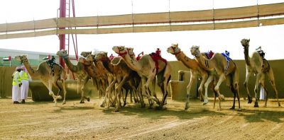 هجن الرئاسة تتألق وتنتزع «الناموس»