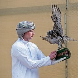 معرض ورحلات تنظمها سياحة الجوف في مهرجان الزيتون