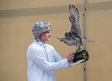 اليوم السابع لبطولة فزاع للصيد بالصقور (التلواح)