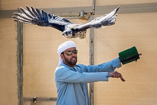 بطولة فزاع للصيد بالصقور (التلواح) تزداد تنافسا وندية