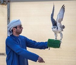 “السعودية” تحقق أداءً تشغيلياً مميزاً وأرقاماً قياسية في أعداد الضيوف والرحلات والسعة المقعدية خلال 2017م