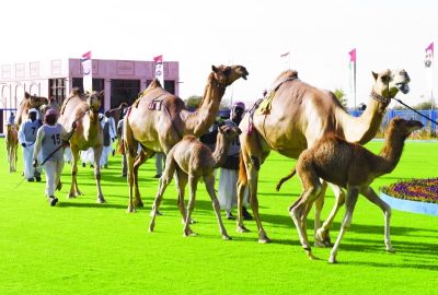 «أوتار» تخطف الذهبي المفتوح و«متعبة» تظفر بالجماعة