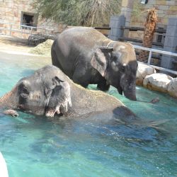 الشيخ حمدان بن محمد يوجّه بتحديث قانون الموارد البشرية لحكومة دبي