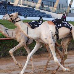 منظمة التعاون الاقتصادي والتنمية: جهود السعودية تعبر عن ما تكنه من ود للشعوب و الدول المحتاجة