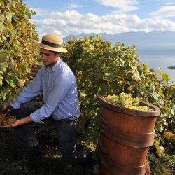 مطعم ليمو بفندق باب القصر، يطلق تجربة  غداء عمل جديدة تمتاز بخدماتها فائقة السرعة