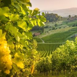 مركز حمدان بن محمد لإحياء التراث   يرفع العلم في يوم العلم