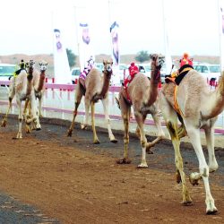 شعراء: أجمل هدية في يوم الوطن