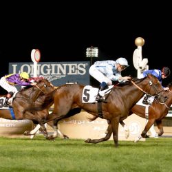 منافسات مثيرة بين 245 طيراً في جير شاهين