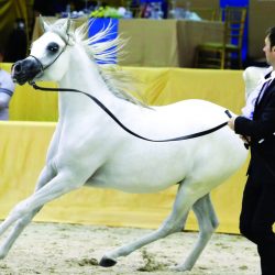 جائزة الشيخ زايد للكتاب تعلن أسماء الفائزين بدورتها الـ 13