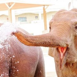 الإمارات تفتتح شارع الملك سلمان بن عبدالعزيز آل سعود في أبوظبي