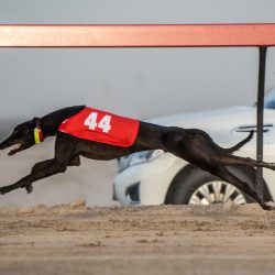 ريكسوس شرم الشيخ الخيار الأمثل لإجازة عائلية مثالية لا تنسى