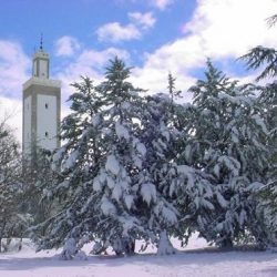 نحو 100 كيلومتر لوصول رحلة الهجن السابعة الى دبي