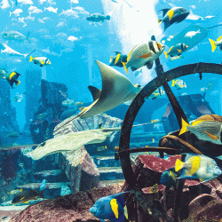 «فيتش»: الإمارات الثانية عالمياً في التحفيز الاقتصادي