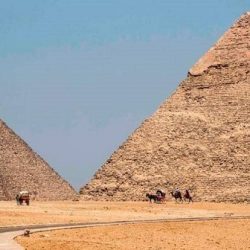 بلدية دبي تتوسع في زراعة أشجار “القرم” في محميات دبي