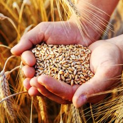 دولة الإمارات ترفض انتهاك «الأقصى»