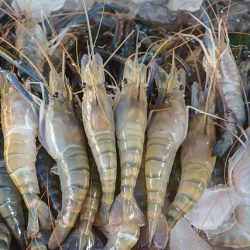 شركة نيرفانا للسفروالسياحة تهنئ  منصور بن زايد وخالد بن محمد وهزاع وطحنون بن زايد