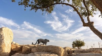 “الرياض آرت” بالتعاون مع السفارة الإيطالية يعلن عن اكتمال توزيع منحوتات  الفنان العالمي دافيدي ريفالتا في الرياض