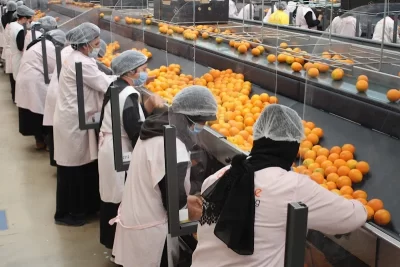 المغرب يعزز فرصه في الأسواق الأوروبية بتصدير الحمضيات