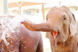 حديقة الامارات للحيوانات تنجح في تحويل  “روث ” الفيلة إلى ورق