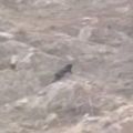 شاهد : ظهور نمر اسواد في وادي ضرك بمحافظة المندق