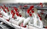 اعدام  168400دجاجة بسبب «إنفلونزا الطيور» في اليابان
