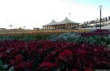 استعدادات لاستقبال نصف مليون زائر لمهرجان «الورد الطائفي 13»