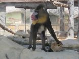 قرد ” الماندريل ” ينضم إلى حديقة الإمارات للحيوانات