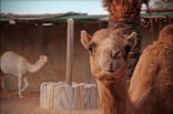 منتجع و حديقة الامارات للحيوانات يطلق عروضاً خاصة للعائلات لقضاء العطلات الصيفية
