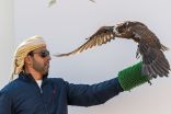 افتتاح دوري الإمارات للصيد بالصقور