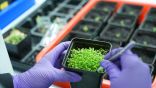 “الاستفادة من الأنظمة الجينية للنباتات كمسار لتطوير الزراعة في الإمارات”
