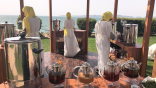 سياح عروس البحر الأحمر يتذوقون أنواع الشاي حول العالم